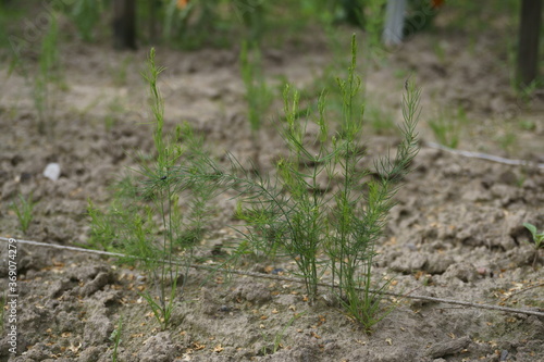 Wallpaper Mural szparagi Torontodigital.ca
