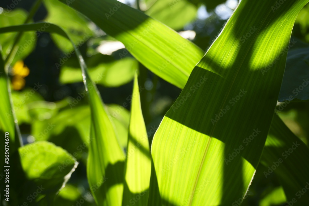 Obraz premium natura