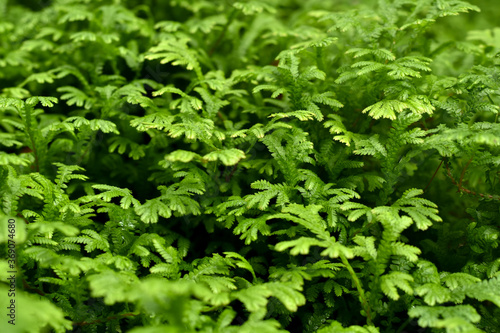 Close-up view  The fresh green of a small leaf with light nature is used to make a background or decorative scene.