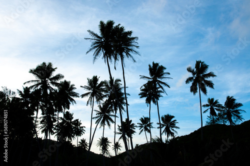 Idyllic Tropical palm trees silhouette against blue sky