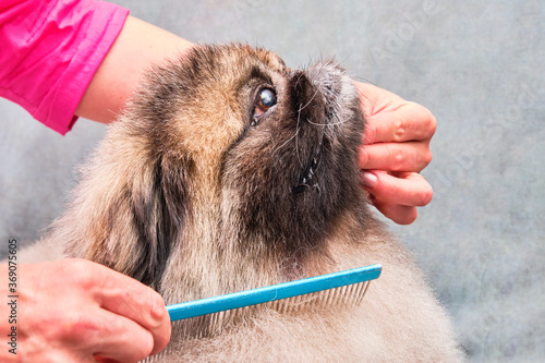 A Pekingese sits quietly in a barbershop. The groomer holds the dog by the muzzle with one hand and combs the hair with the other.