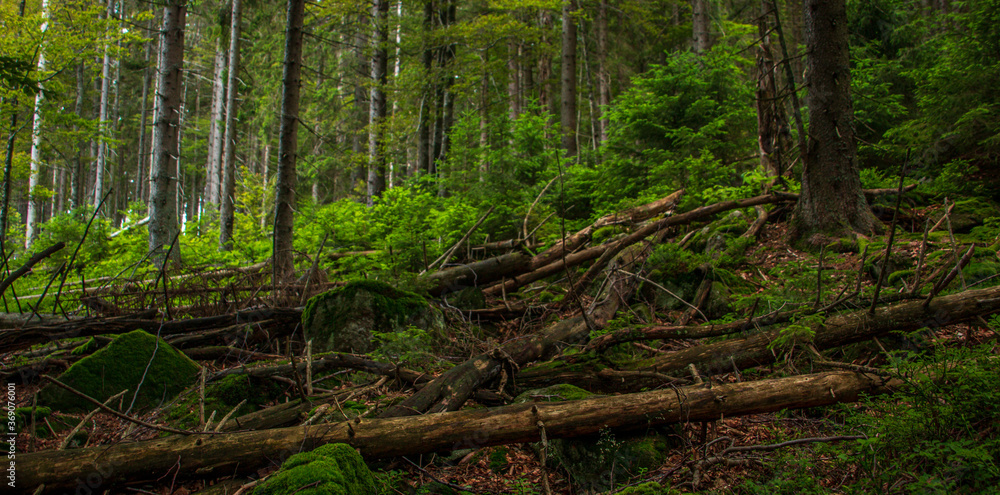 Sumava national park forrest Sumava national park forrest