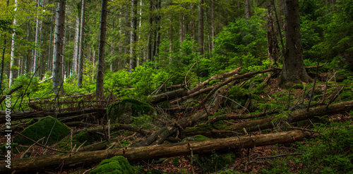 Sumava national park forrest