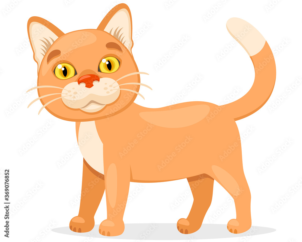 Orange cat stands and smiles on a white