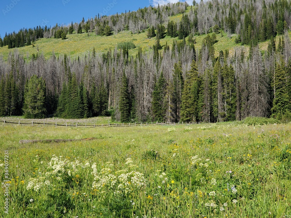 Fototapeta premium Rows of green pine trees