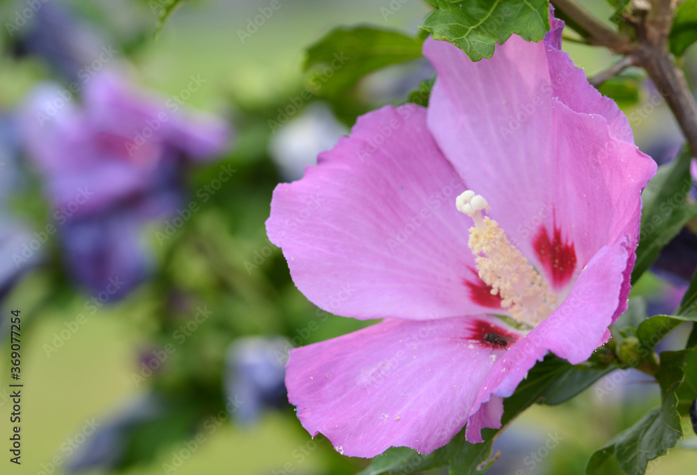 Hibiscus Hibiscus