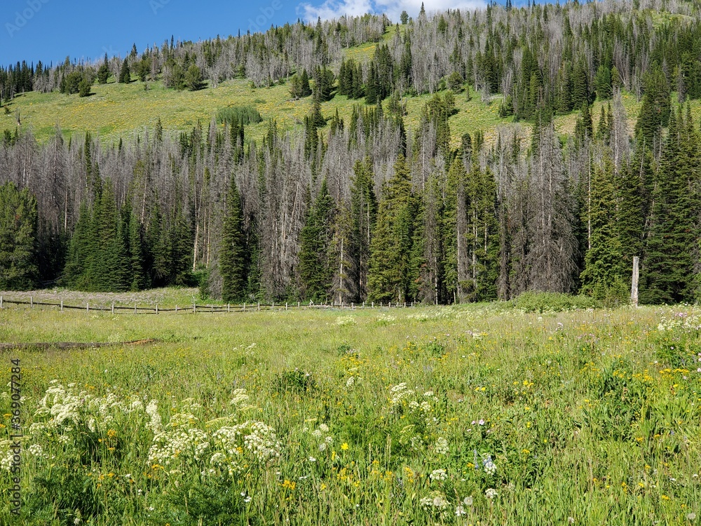 Fototapeta premium Rows of green pine trees
