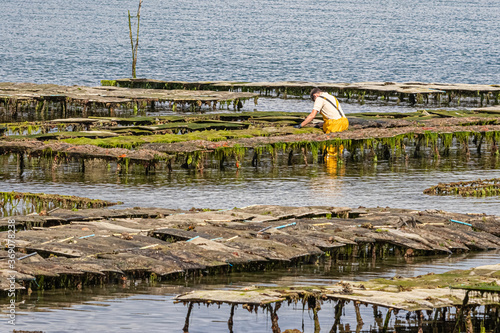 фотографія oyster farmer in an oyster farm in the Gulf of Morbihan