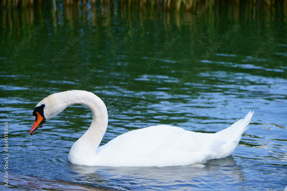 Fototapeta premium jezioro