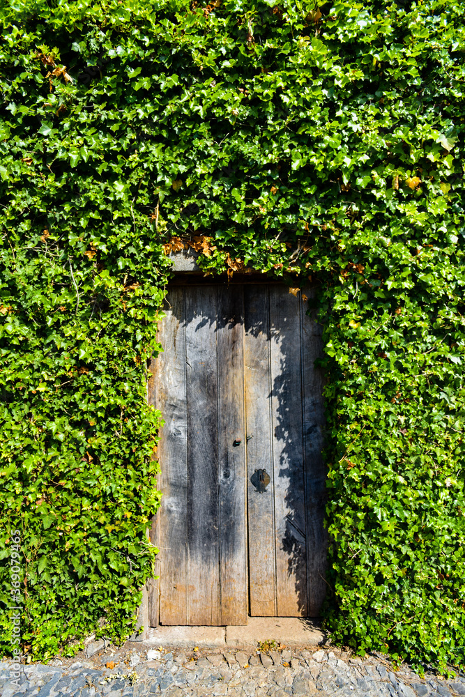Weather-beaten Wooden Door Set Into An Ivy Covered Wall Weather-beaten Wooden Door Set Into An Ivy Covered Wall