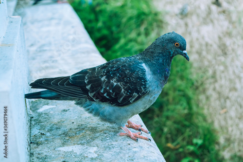 The pigeon is sitting on the curb