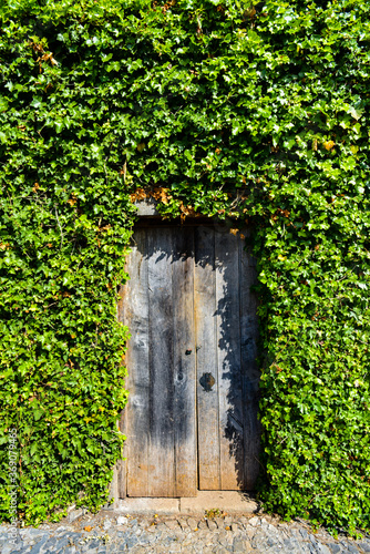 Weather-beaten Wooden Door Set Into An Ivy Covered Wall