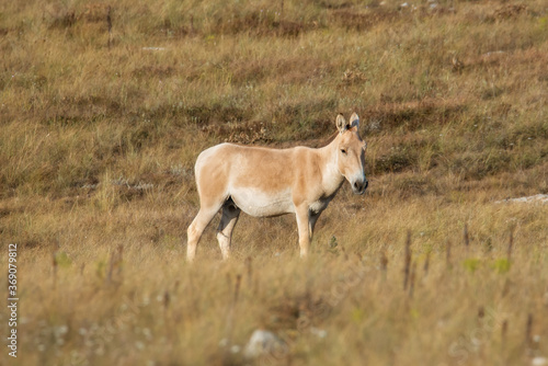 Kulan (Equus hemionus) in its natural habitat. Tarkhankutsky nature reserve, Crimea. The Kulan, jigetai (Latin: Equus hemionus) or wild ass, is a species of Equidae (horse family) native to Asia.