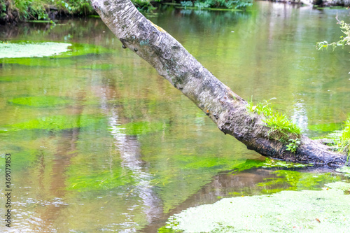 Fototapeta Naklejka Na Ścianę i Meble -  Idyllic creek with curved trees over the river for hiking-tours and canoe trips in a protected landscape on a calm river through a healthy environment and wilderness or forests in summer and fall