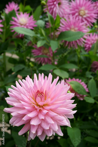 Pink semi-cactus Dahlia