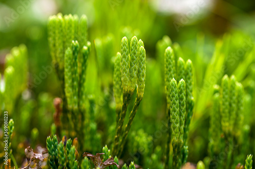 Blooming stagshorn clubmoss, Lycopodium clavatum growing in the green spring forest, botanical natural background photo
