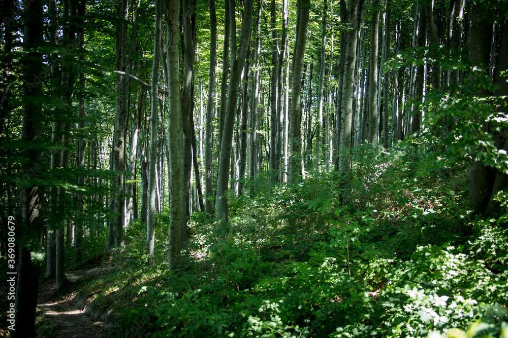 forest in the morning