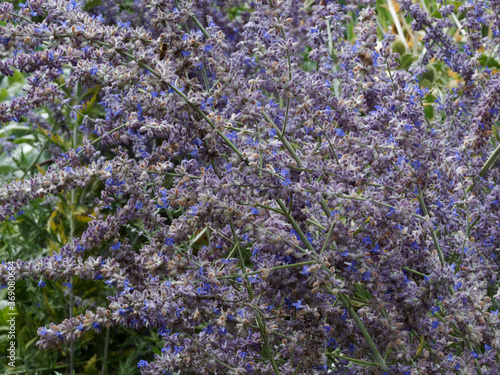 Perovskia atriplicifolia   Sauge de Sib  rie ou Lavande d Afghanistan  Blue Spire   arbrisseau    petites fleurs tubulaires bleu lavande    bleu p  le sur tiges duveteuses au feuillage gris argent  