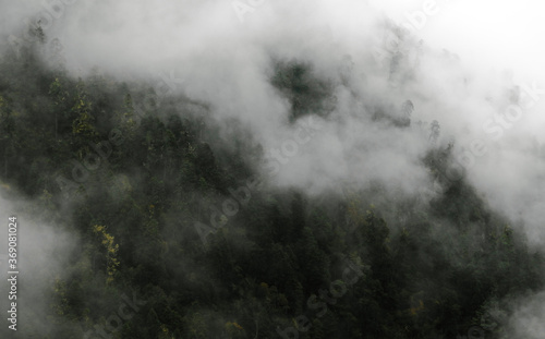El bosque de niebla de las altas montañas mexicanas 