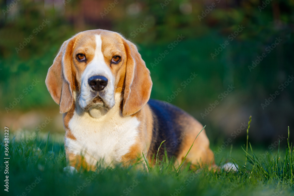 Beagle on the grass in focus. The background is blurred.