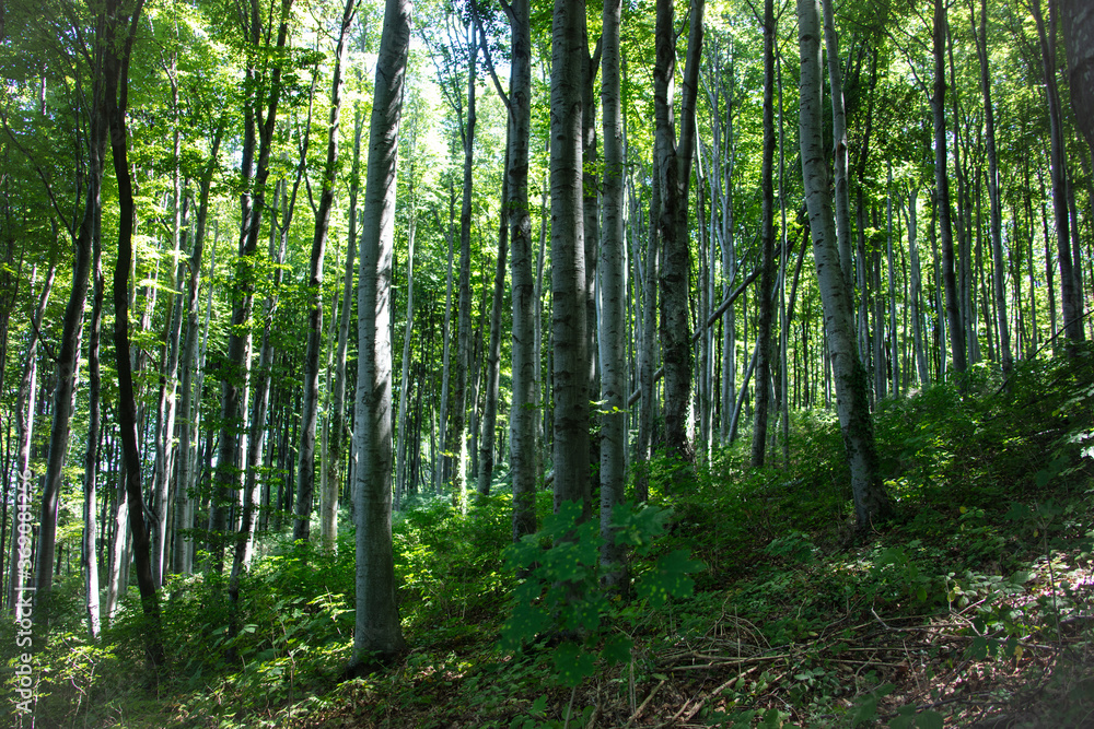 into the woods