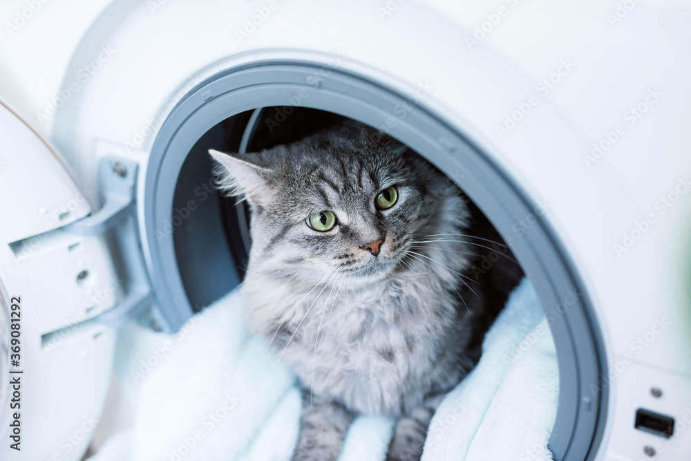 Cute fluffy cat lying inside laundry washer. Tabby lovely kitten with big eyes and long gray hair. Preparing the wash cycle. Washing machine. Housework concept. Cute fluffy cat lying inside laundry washer. Tabby lovely kitten with big eyes and long gray hair. Preparing the wash cycle. Washing machine. Housework concept.