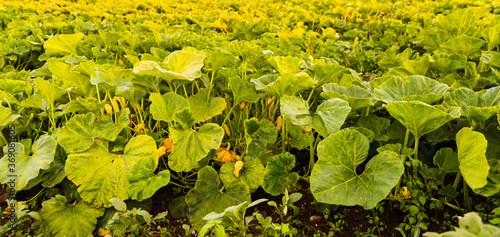 Pumpkin field in Austria in summer