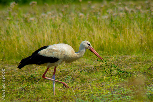 Beautiful stork hunting in the grass in the field.Photo.
