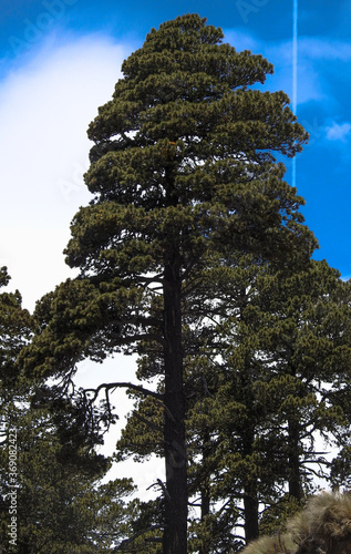 UN ARBOL DE PINUS HARTWEGII DE LAS ALTURAS photo