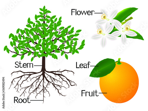 The illustration shows part of the orange plants.