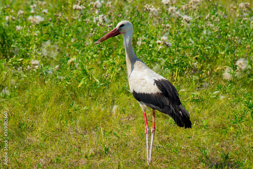 A white bird with black wing tips  a long neck  a long  thin  red bill  and long reddish legs.A beautiful Stork stands in the green grass in a field.Photo.
