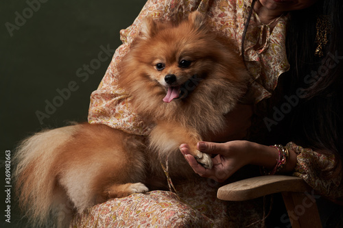 Pomeranian Spitz dog with owner  indoor portrait  close-up