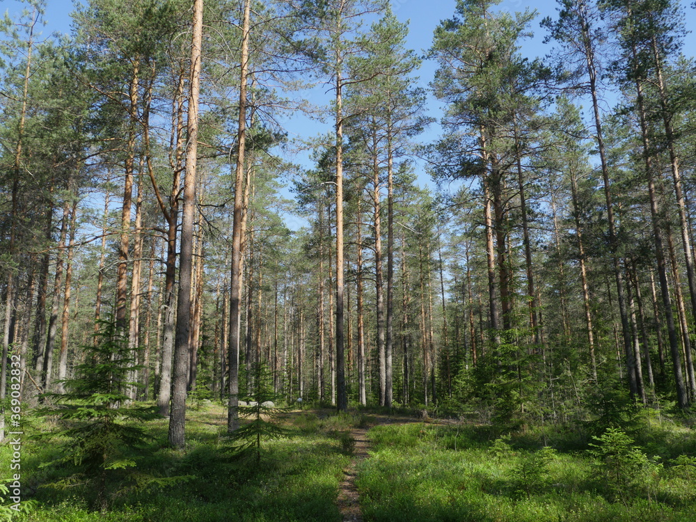 pine forest in summer beautiful landscape with footpath pine forest in summer beautiful landscape with footpath