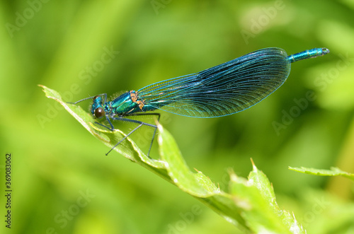 Black dragonfly sits on the grass.
