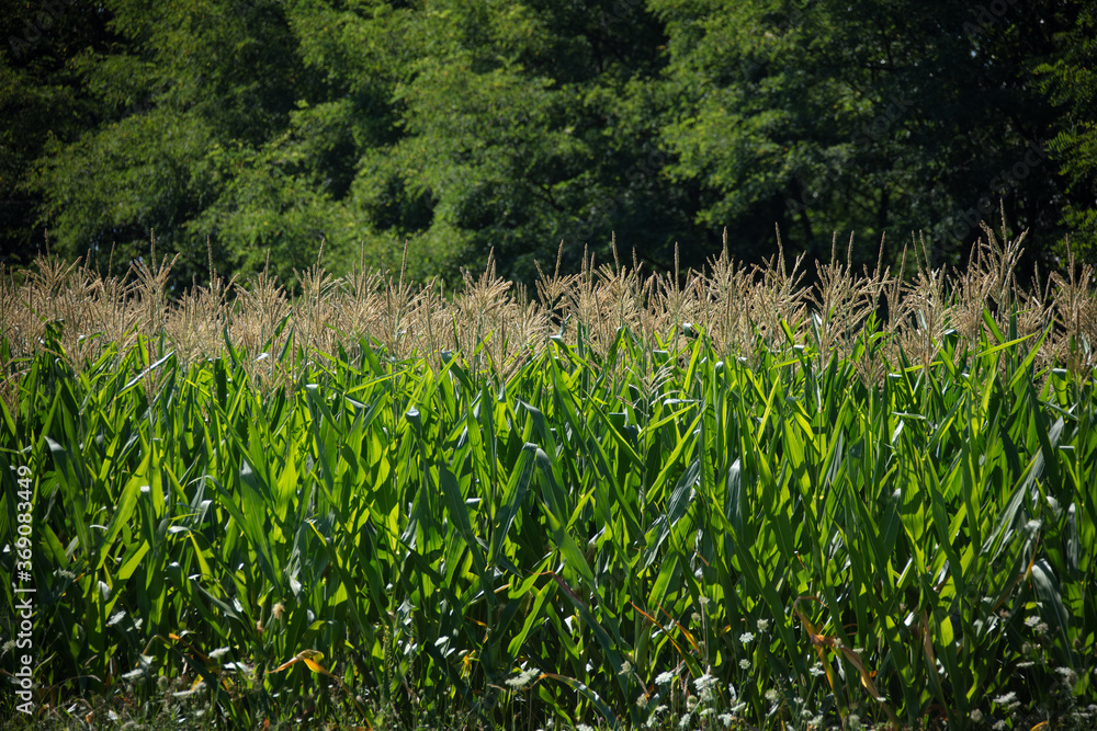 field of corn
