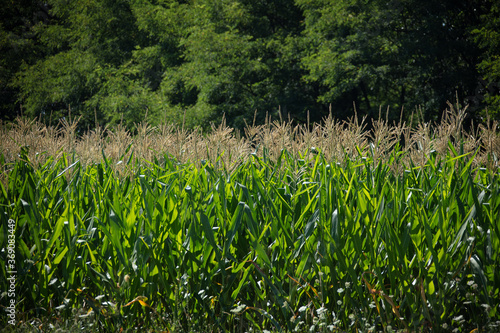 Obraz na płótnie field of corn w salonie