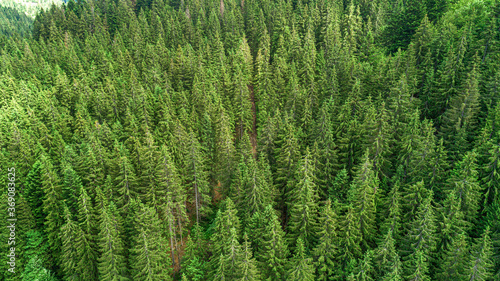 Coniferous forest. Spruce mountain forest from a bird's eye view. Photo from the drone.