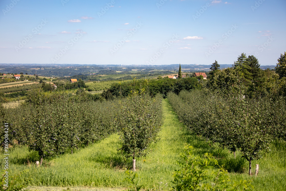 Plum trees in Serbia, rural area in Serbia