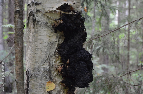 
Tinder fungus or Inonotus oblique (lat.Inonotus obliquus) is a species of fungi of the genus Inonotus chaga