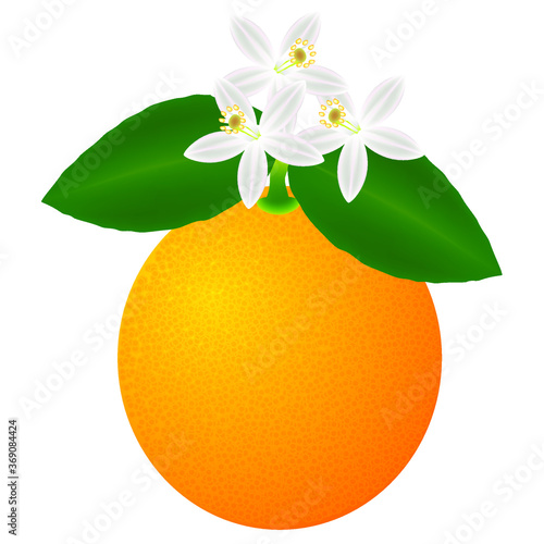 Orange fruit with leaves and blossom, isolated on white background.