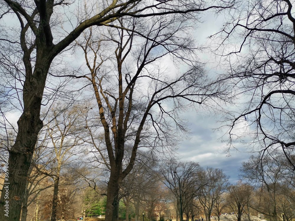 The central park, New York city daylight view showing trees and clouds in the sky The central park, New York city daylight view showing trees and clouds in the sky