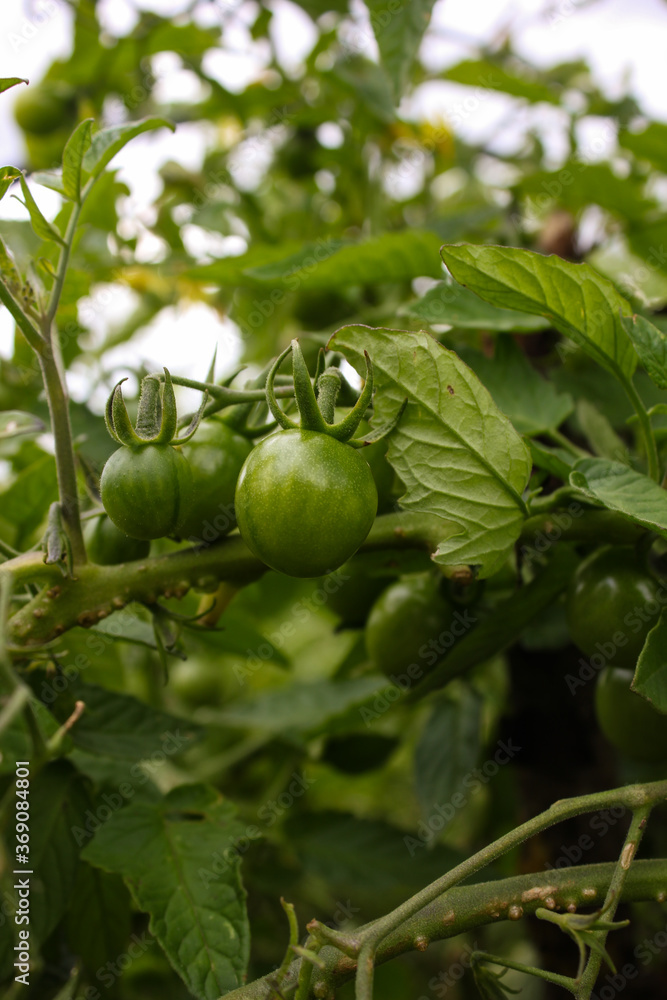 tomatoes grow in the country