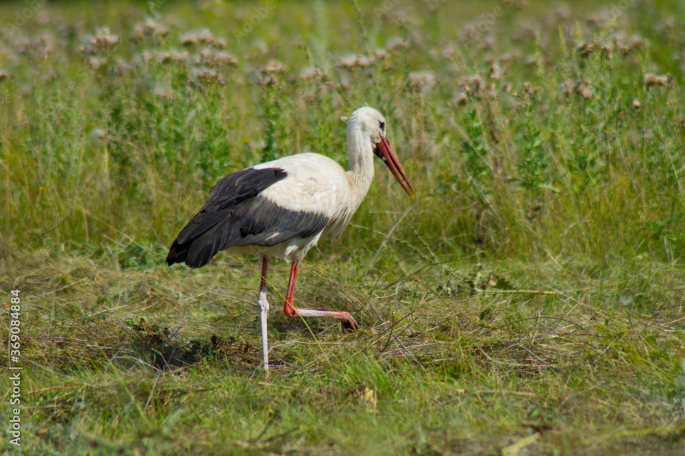A white bird with black wing tips, a long neck, a long thin red bull, and long reddish legs.A beautiful stork walks on the green grass in a field.Photo. A white bird with black wing tips, a long neck, a long thin red bull, and long reddish legs.A beautiful stork walks on the green grass in a field.Photo.