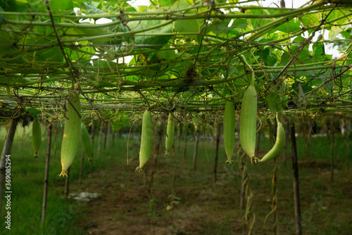 sponge gourd, growing up. 