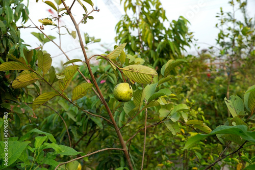 ripe guava on a tree