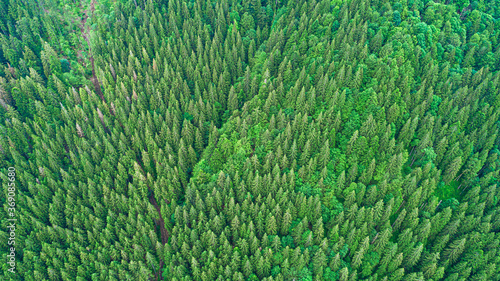 Coniferous forest. Spruce mountain forest from a bird's eye view. Photo from the drone.