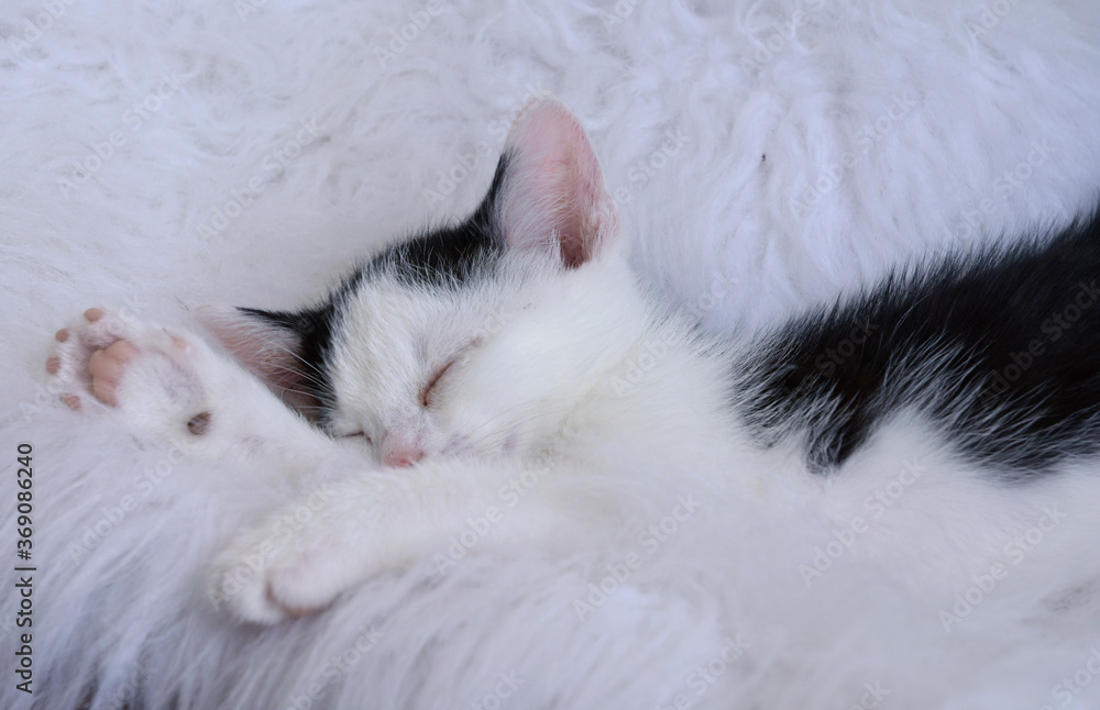Sweet cute little kitten pet, baby cat sleeping