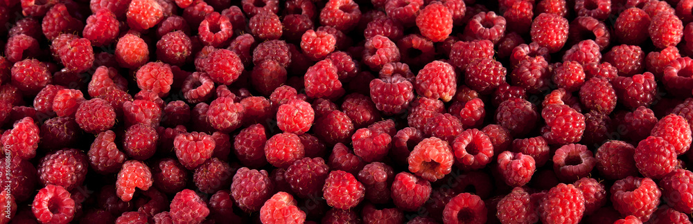Pile of red ripe raspberries. Background and texture. Panorama. Pile of red ripe raspberries. Background and texture. Panorama.