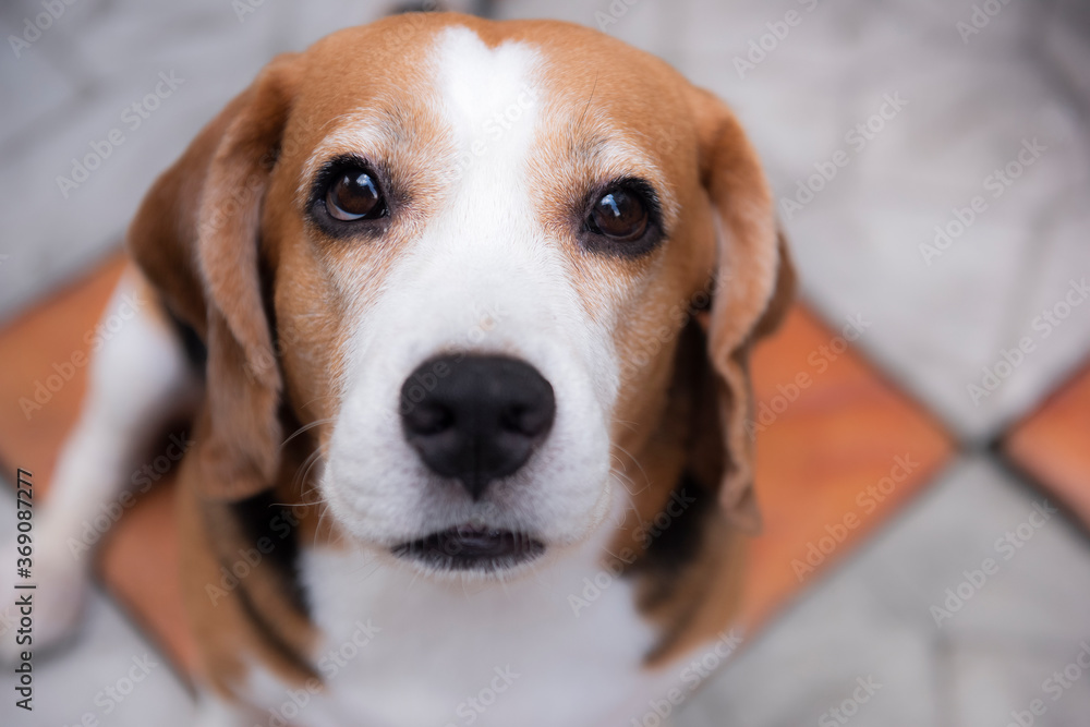 Cute beagle dogs are looking on with friendly eyes
