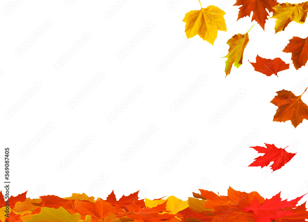 isolated maple leaves on the white background isolated maple leaves on the white background
